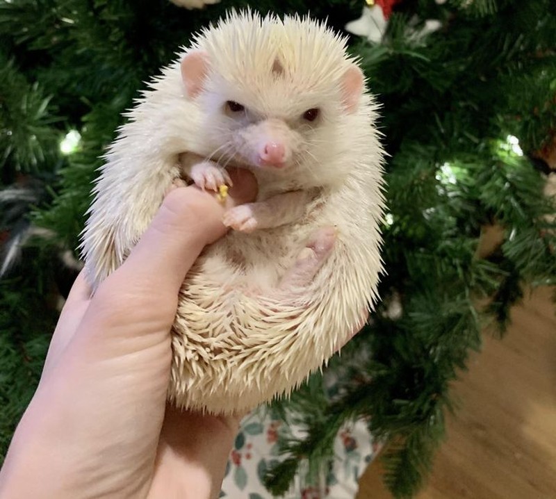 fotoinet kumpulan hewan dengan bentuk tubuh unik