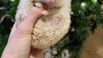 Landak albino juga ada lho. Foto: Brightside