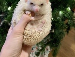 Kumpulan Hewan dengan Bentuk Tubuh Unik dan Aneh