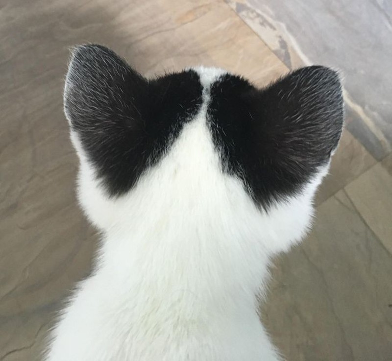 fotoinet kumpulan hewan dengan bentuk tubuh unik