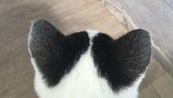 Ini juga bulu kucing bagian kuping yang berbentuk Love. Foto: Brightside