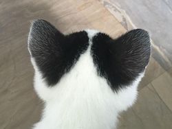 Kumpulan Hewan dengan Bentuk Tubuh Unik dan Aneh