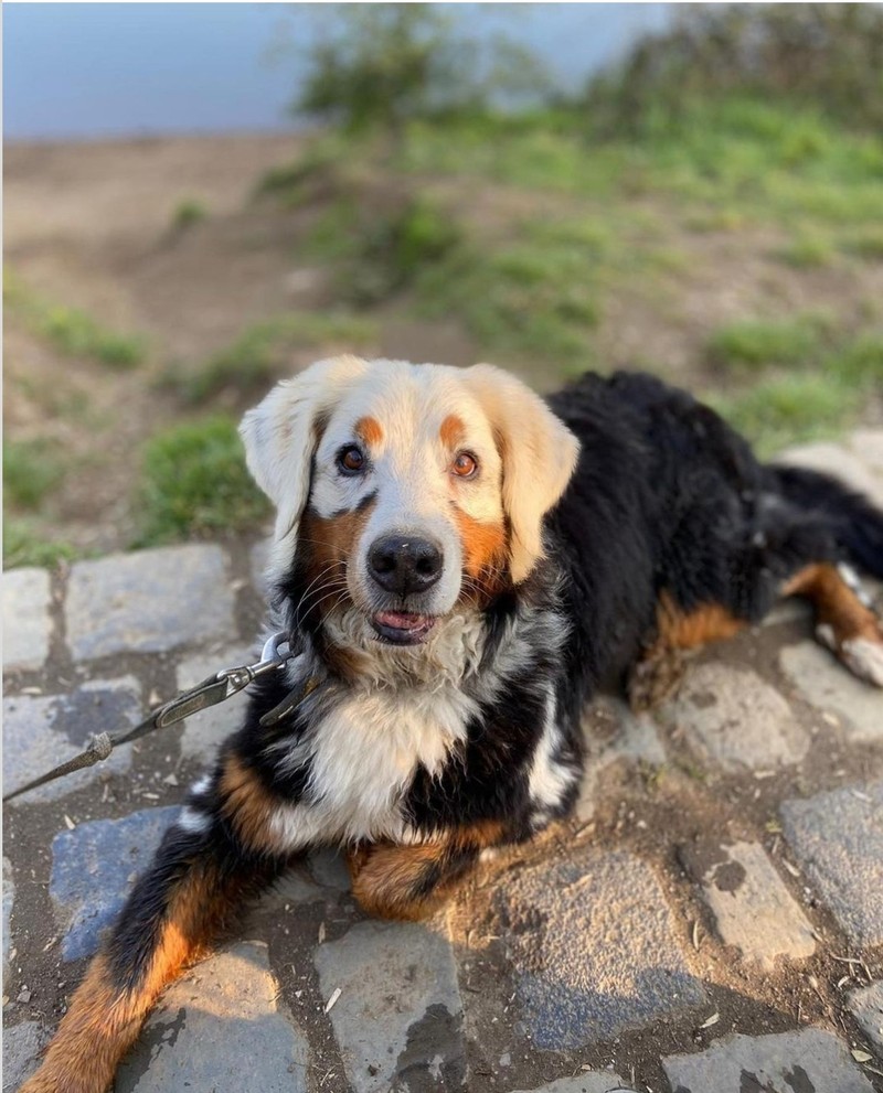 fotoinet kumpulan hewan dengan bentuk tubuh unik