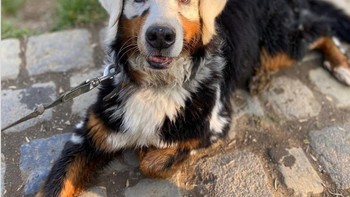 Kelainan pigmentasi warna pada bulu kepala anjing, jadi seperti pakai masker. Foto: Brightside