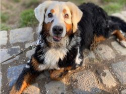 Kumpulan Hewan dengan Bentuk Tubuh Unik dan Aneh