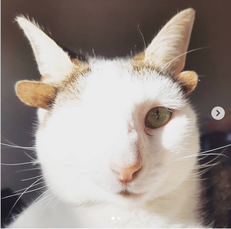 fotoinet kumpulan hewan dengan bentuk tubuh unik