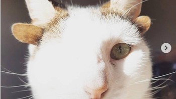 Kucing ini mengalami kelainan, hanya punya 1 mata tapi punya 4 kuping. Foto: Brightside