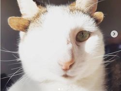 Kumpulan Hewan dengan Bentuk Tubuh Unik dan Aneh