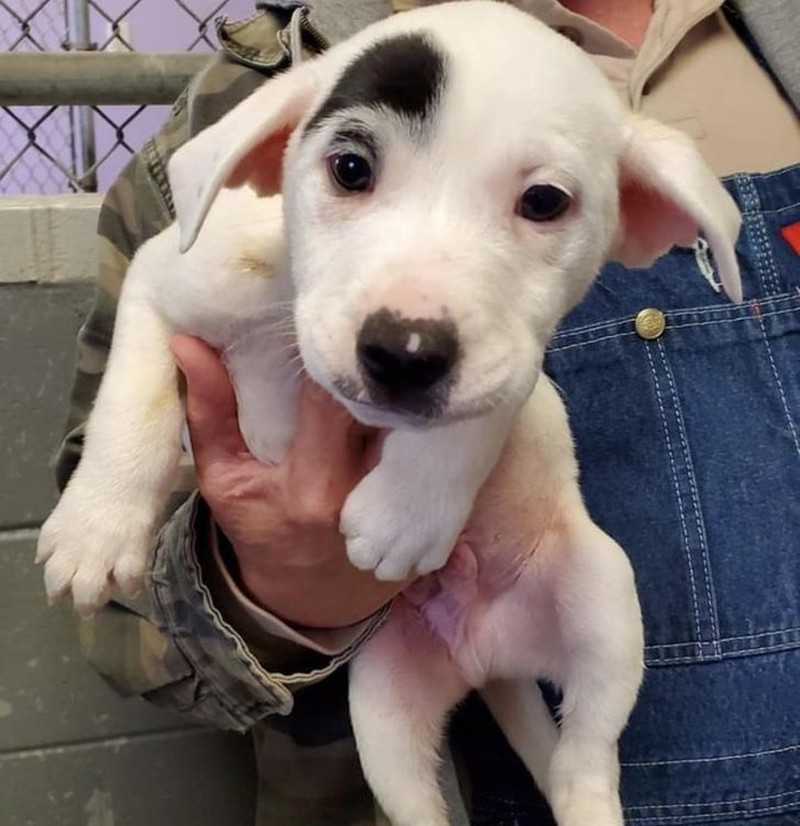 fotoinet kumpulan hewan dengan bentuk tubuh unik