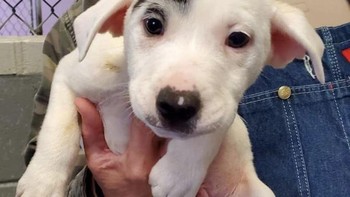 Bulu yang aneh di mata anjing, jadi seperti punya alis. Foto: Brightside