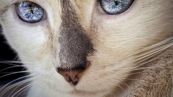 Mata kucing ini seperti bola kristal. Foto: Brightside