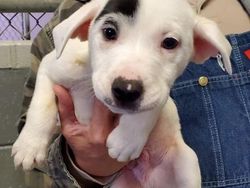 Kumpulan Hewan dengan Bentuk Tubuh Unik dan Aneh