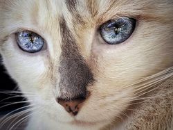 Kumpulan Hewan dengan Bentuk Tubuh Unik dan Aneh