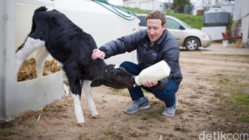 Zuck pun tak segan untuk memberikan susu kepada anak kambing, yang dilakukannya saat beberapa waktu lalu berkeliling ke beberapa wilayah di Amerika Serikat. (Foto: Facebook/Mark Zuckerberg)