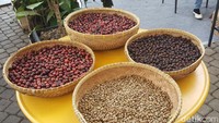 Di gerai Asosiasi Kopi Indonesia (ASKI) ada beragam tahapan pengolah biji kopi. Red cherry coffee, green beans, rosted beans dan juga ada beragan minuman kopi yang bisa dicicipi. Foto: detikfood/odilia