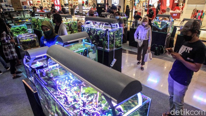 Pengunjung pusat perbelanjaan melihat dengan detil karya para scaper dalam pameran 'Aquascaping Contest & Expo' di Trans Studio Mall (TSM) Cibubur,  Sabtu (12/6/2021).  Pameran akan berlangsung hingga pekan depan (19/6/2021).