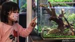 Pameran Aquascape di TSM Cibubur
