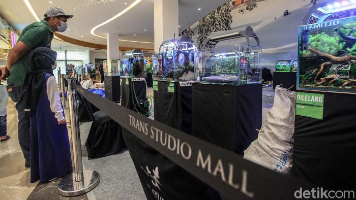 Pengunjung pusat perbelanjaan melihat dengan detil karya para scaper dalam pameran 'Aquascaping Contest & Expo' di Trans Studio Mall (TSM) Cibubur,  Sabtu (12/6/2021).  Pameran akan berlangsung hingga pekan depan (19/6/2021).