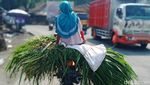 Wanita-wanita Tangguh Pencari Pakan Ternak Sapi di Gunung Merapi