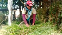 Musim kemarau telah memaksa ibu-ibu rumah tangga di desa-desa kawasan Gunung Merapi, Kecamatan Kemalang, Klaten, bekerja mencari pakan ternak sapi.