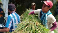 Tempat mereka mencari jerami dan rumput bahkan sampai ke Kecamatan Delanggu atau di Kabupaten Sukoharjo.