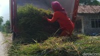 Jerami dan rumput yang didapat digunakan untuk pakan sapi dan selebihnya dijual Rp 20.000 per ikat.
