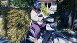 Wanita-wanita Tangguh Pencari Pakan Ternak Sapi di Gunung Merapi