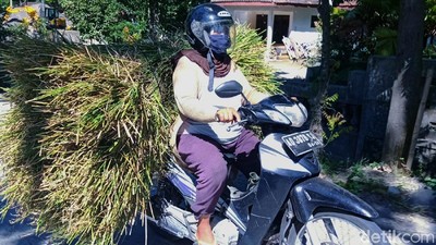 Wanita-wanita Tangguh Pencari Pakan Ternak Sapi di Gunung Merapi