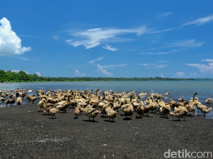 Desa Wonorejo Situbondo Desa Wonorejo Situbondo