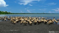 Posisi Desa Wonorejo berbatasan langsung dengan Taman Nasional Baluran dan Kabupaten Banyuwangi. 