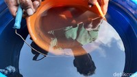 Dampak yang sama juga dirasakan warga Kelurahan Kutawaru, rata-rata air sumur menghitam, bahkan air sungai hingga laut tampak hitam.