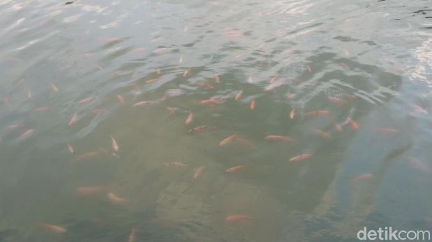 Menghabiskan waktu akhir pekan tak perlu mahal, di Tulungagung terdapat satu destinasi embung atau bendungan kecil yang menarik untuk dikunjungi bersama keluarga maupun pasangan.