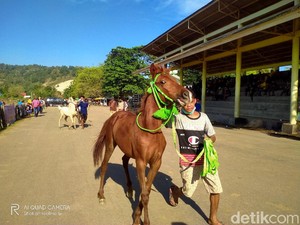 Kala Joki Cilik Beradu Cepat di Pacuan Kuda Bima