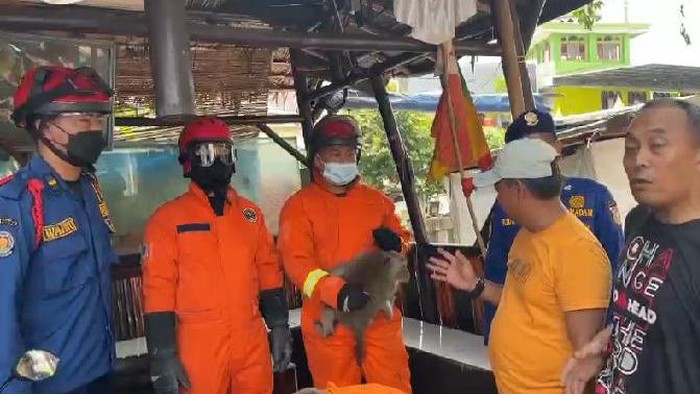 Monyet yang lepas di Jakarta Barat telah dievakuasi oleh petugas Damkar