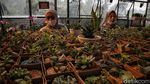 Bandung Siaga 1, Intip Lagi Yuk Keindahan Orchid Forest Cikole