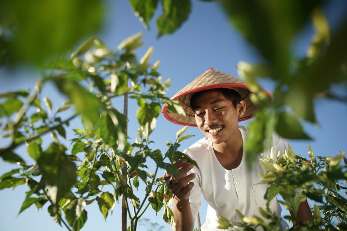 petani