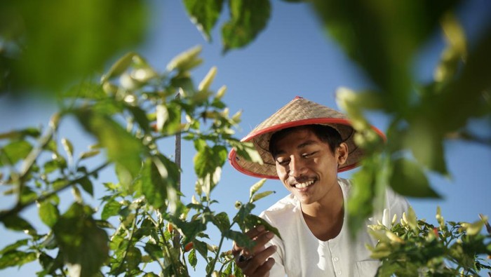 petani