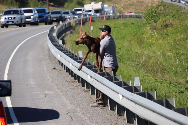 Kronologinya, seekor moose mencoba menyeberang dengan melompati pagar pembatas. Tapi, anaknya tidak bisa melakukan hal itu. Setelah 30 menit lebih mondar-mandir dan panik, tetap tidak juga si anak rusa itu tidak bisa melompati pagar tersebut. Kemudian, seorang pria datang memberikan bantuan kepada anak rusa ini. Dalam foto yang dibagikan akun Andrea N Salty Bock, terlihat Tote menggendong dan membantu anak rusa ini melewati pagar pembatas. Kronologinya, seekor moose mencoba menyeberang dengan melompati pagar pembatas. Tapi, anaknya tidak bisa melakukan hal itu. Setelah 30 menit lebih mondar-mandir dan panik, tetap tidak juga si anak rusa itu tidak bisa melompati pagar tersebut. Kemudian, seorang pria datang memberikan bantuan kepada anak rusa ini. Dalam foto yang dibagikan akun Andrea N Salty Bock, terlihat Tote menggendong dan membantu anak rusa ini melewati pagar pembatas.