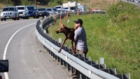 Kronologinya, seekor moose mencoba menyeberang dengan melompati pagar pembatas. Tapi, anaknya tidak bisa melakukan hal itu. Setelah 30 menit lebih mondar-mandir dan panik, tetap tidak juga si anak rusa itu tidak bisa melompati pagar tersebut. Kemudian, seorang pria datang memberikan bantuan kepada anak rusa ini. Dalam foto yang dibagikan akun Andrea N Salty Bock, terlihat Tote menggendong dan membantu anak rusa ini melewati pagar pembatas.