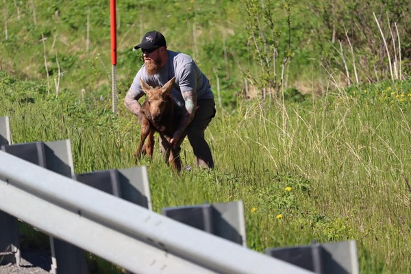 Tentu berhati mulia orang-orang yang punya keberanian menolong hewan di tenah jalan. Seperti pria bernama Joe Tate yang menolong anak moose ini. Moose atau rusa besar merupakan salah satu spesies rusa yang ada di Amerika Utara. Tingginya bisa 2 meter lho. Seseorang memposting tindakan Tate ketika detik-detik dia menolong bayi rusa melompati pagar pembatas jalan. Disebutkan peristiwa in iterjadi di dekat Clam Gulch, di Semenanjung Kenai.