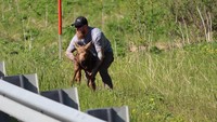 Tentu berhati mulia orang-orang yang punya keberanian menolong hewan di tenah jalan. Seperti pria bernama Joe Tate yang menolong anak moose ini. Moose atau rusa besar merupakan salah satu spesies rusa yang ada di Amerika Utara. Tingginya bisa 2 meter lho. Seseorang memposting tindakan Tate ketika detik-detik dia menolong bayi rusa melompati pagar pembatas jalan. Disebutkan peristiwa in iterjadi di dekat Clam Gulch, di Semenanjung Kenai.