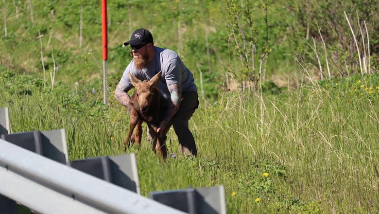 Seorang pria menolong anak moose di Alaska Seorang pria menolong anak moose di Alaska