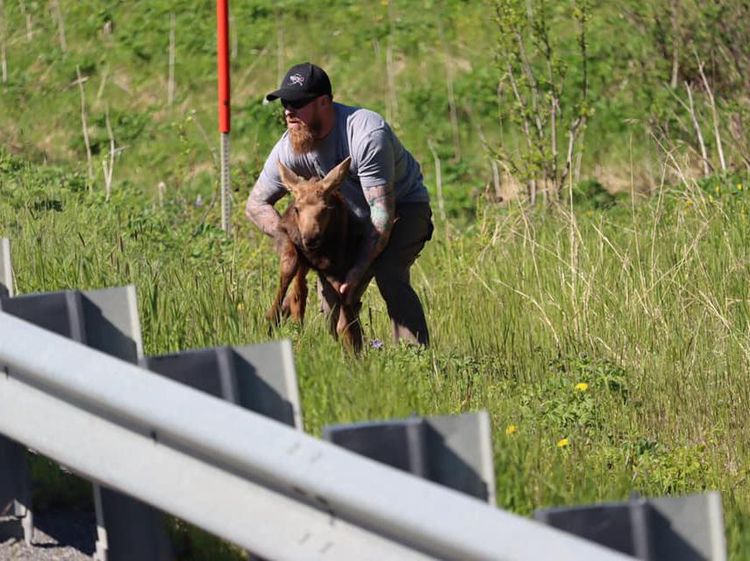 Foto Detik-detik Seorang Pria Menolong Anak Rusa Raksasa