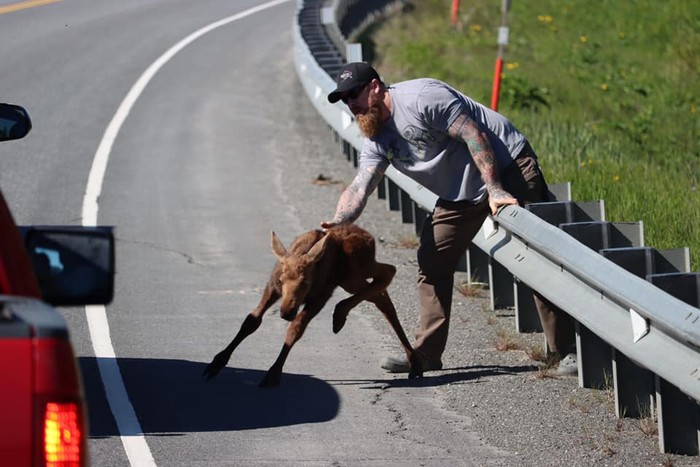 Seorang pria menolong anak moose di Alaska
