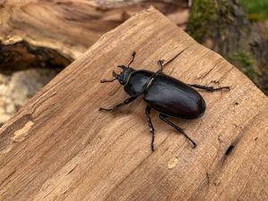 Menguak Misteri Mikrobioma Serangga