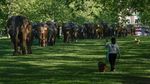Taman di London Disulap Jadi Kebun Gajah, Ada Apa?
