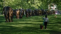 Patung-patung gajah tersebut merupakan bagian dari Kampanye Koeksistensi yang diselenggarakan di London, Inggris.  