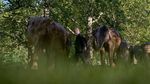 Taman di London Disulap Jadi Kebun Gajah, Ada Apa?