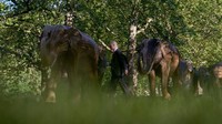 Patung gajah berukuran menyerupai asli itu terpasang di sejumlah bagian taman.  