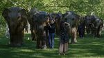 Taman di London Disulap Jadi Kebun Gajah, Ada Apa?